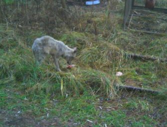 Räudiger Wolf – Schicksal besiegelt