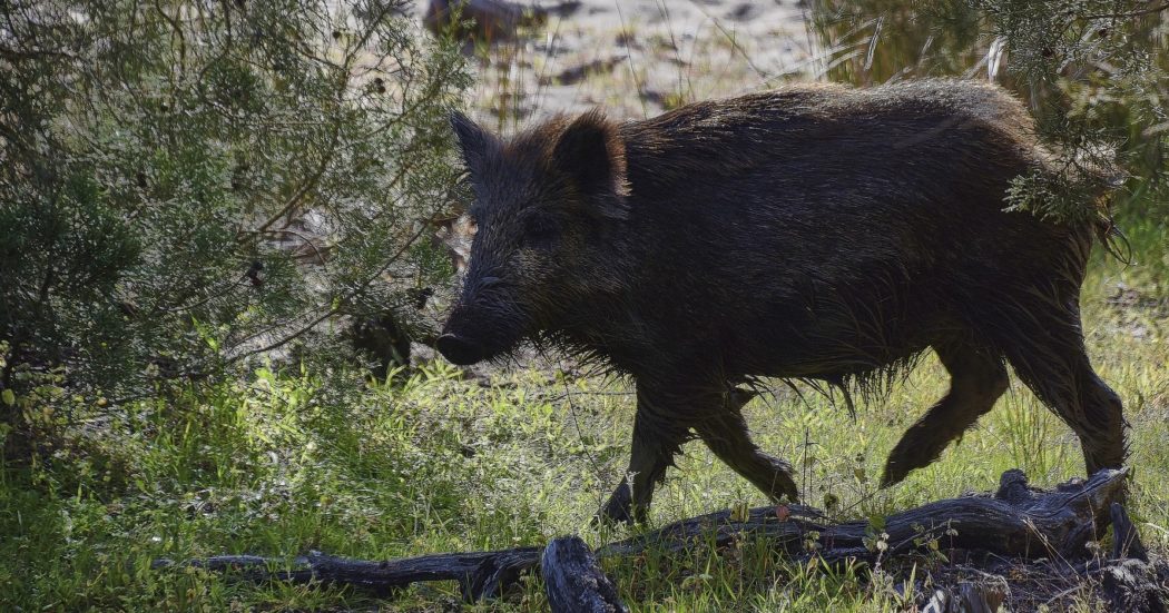 wild-pig-4050106_1920