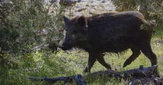 Stuttgart – Wildschwein greift Mann an