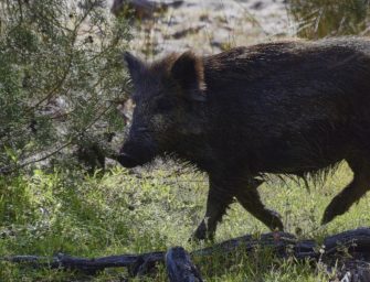 Stuttgart – Wildschwein greift Mann an