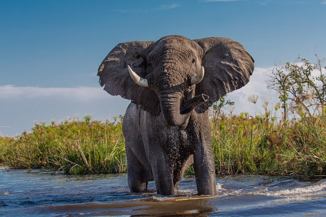 african-elephant-4999036_1280