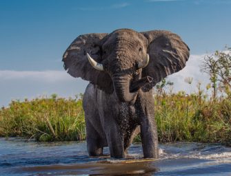 Tödliche Elefanten – wenn Tierschutz den Menschen schadet