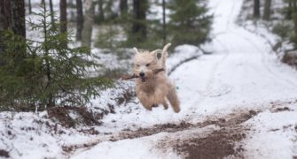 Jagdruhe – Pause für das Wild