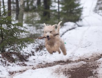 Jagdruhe – Pause für das Wild
