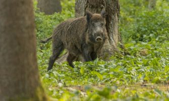 Brandenburg: ASP weiter zurückgedrängt
