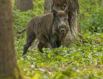 Brandenburg: ASP weiter zurückgedrängt