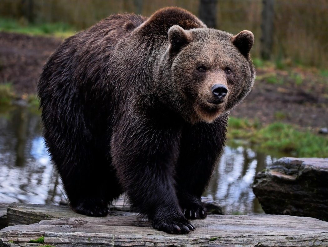 brown-bear-7591547_1280