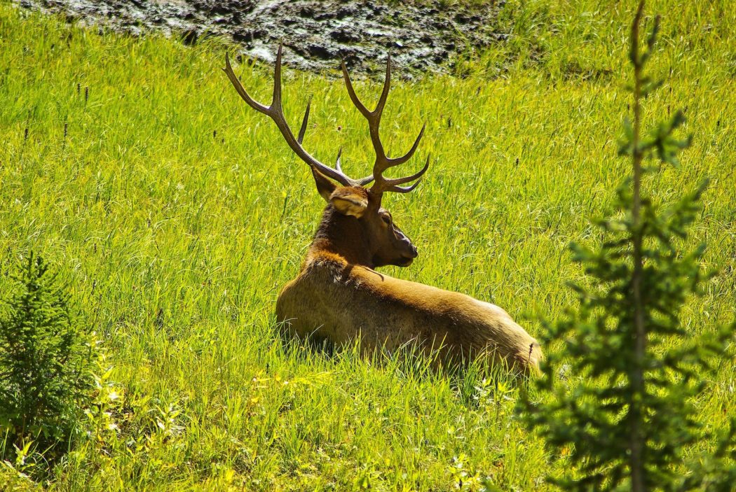 elk-in-alpine-meadow-3893083_1920