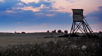 Sachsen-Anhalt: Forstministerium fordert höhere Abschusszahlen