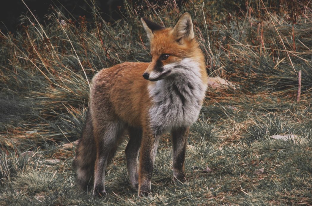 fox-985292_1280
