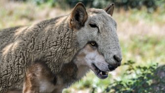 Wolfsproblematik: Was muss noch passieren?