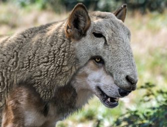Wolfsproblematik: Was muss noch passieren?