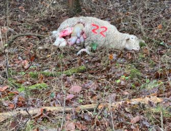 Wolfsrisse – wie ein Schäfer verzweifelt