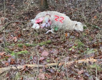 Wolfsrisse – wie ein Schäfer verzweifelt