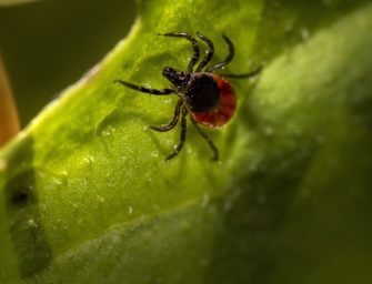 Parasiten: Wie gefährlich sind Zecken?