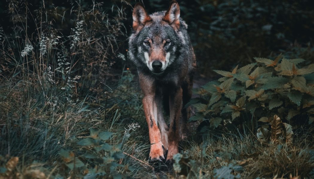 julien-riedel-xkgyg8jYmvw-unsplash