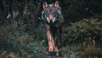 Gehasst, verdammt, vergöttert – warum der Wolf uns spaltet