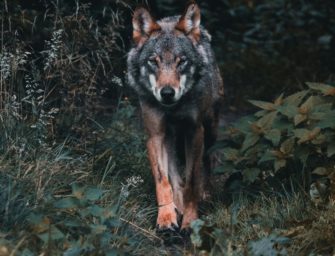 Gehasst, verdammt, vergöttert – warum der Wolf uns spaltet