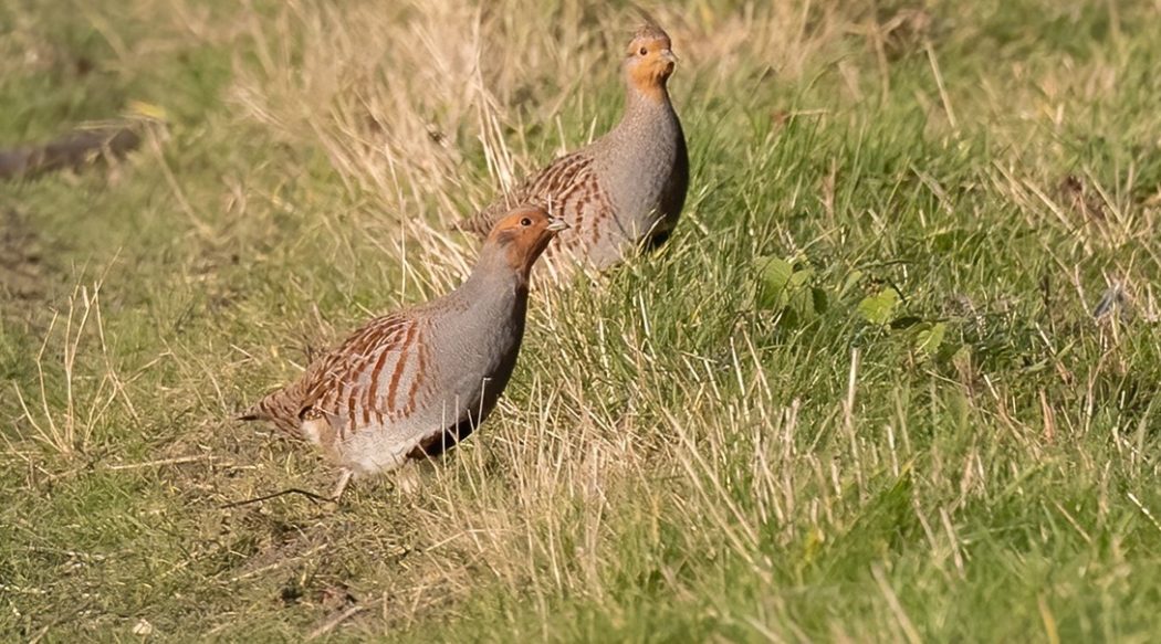 partridge-6980721_1280