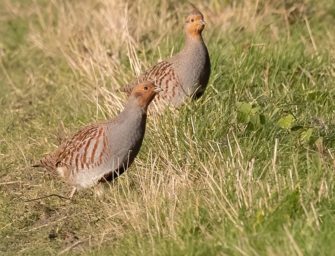 Mecklenburg-Vorpommern: Alles für das Niederwild
