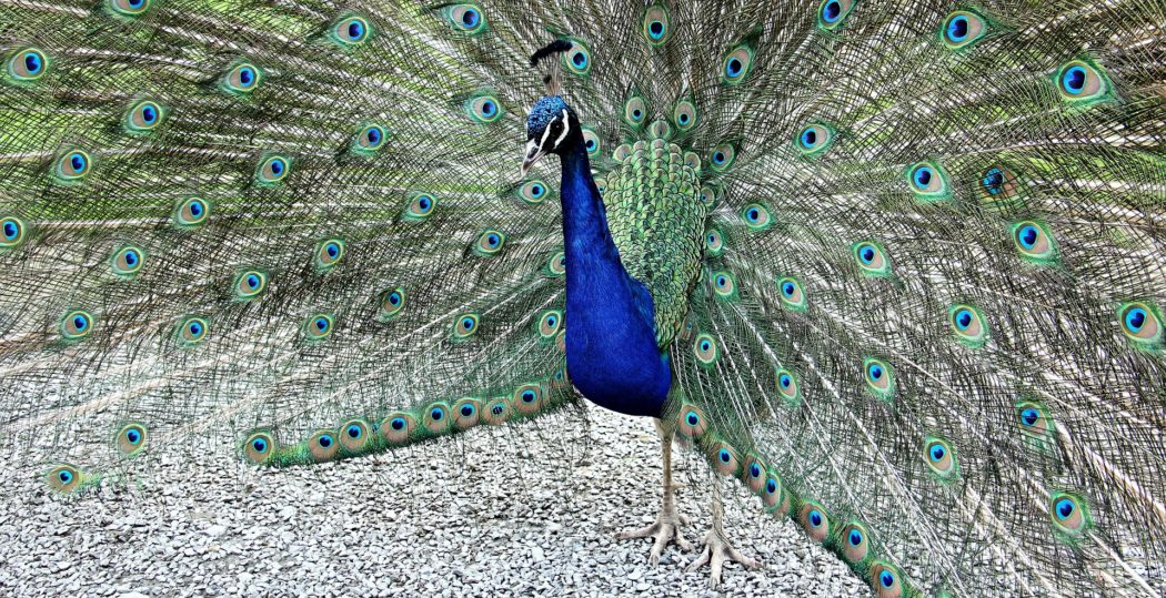 peacock-1440158_1920