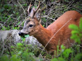 Wildschadensersatz – das müssen Jäger wissen