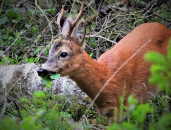 Wildschadensersatz – das müssen Jäger wissen