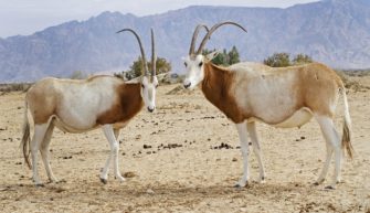 Einst ausgestorben, kehrt sie nun zurück: die Säbelantilope