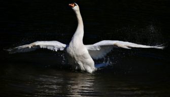 Sächsischer Jäger soll Schwanenfleisch verkauft haben