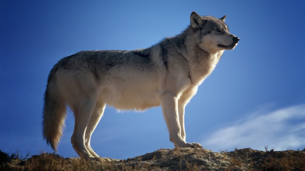 wolf-142173_1920
