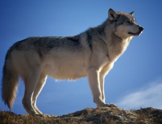 1.190 km Wanderrekord: Wolf verlässt Deutschland