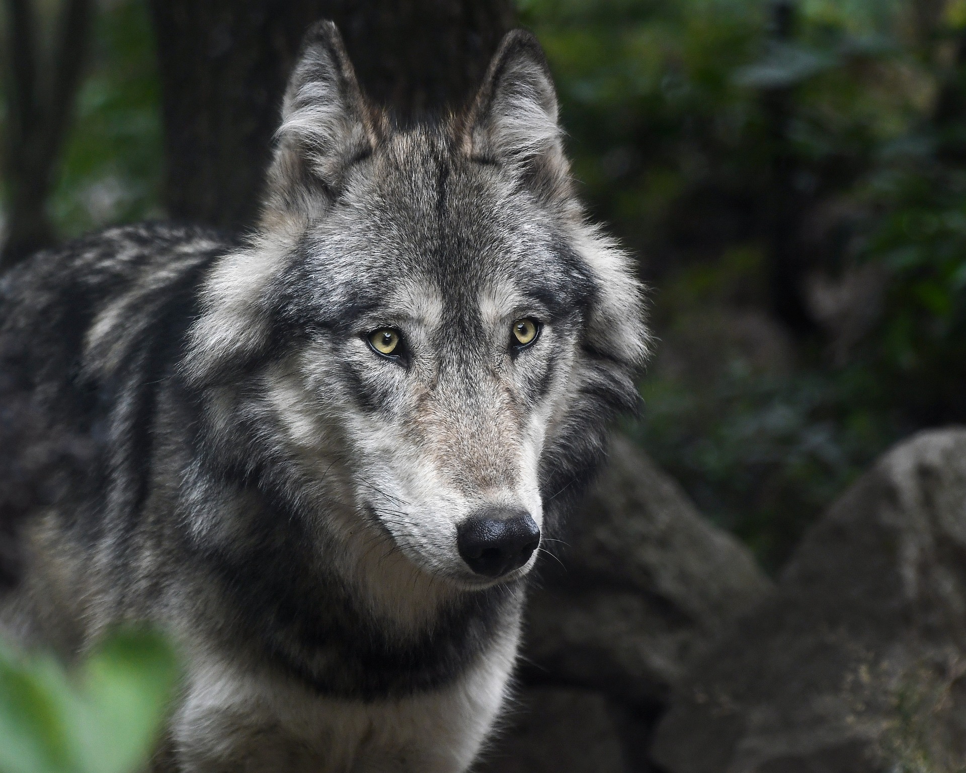 Greywolf Blacksock