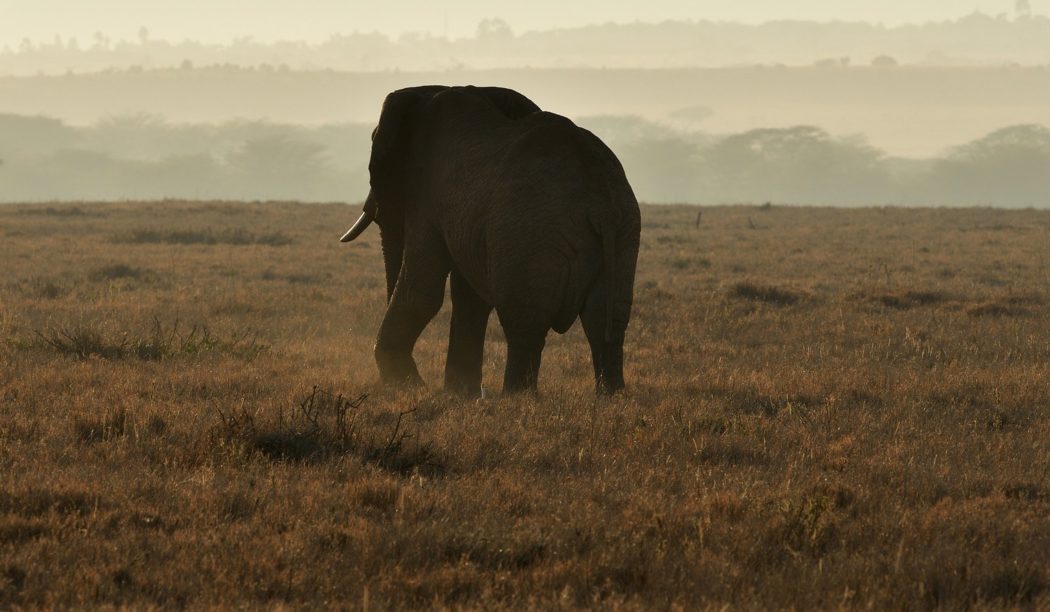 african-elephant-7253752_1920