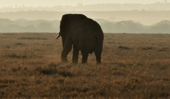 Keine Trophäenjagd – kein Artenschutz