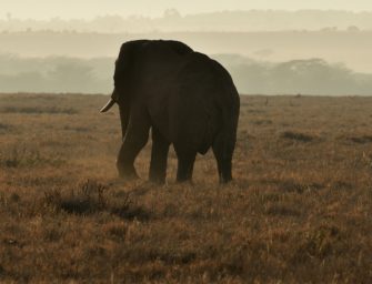 Keine Trophäenjagd – kein Artenschutz