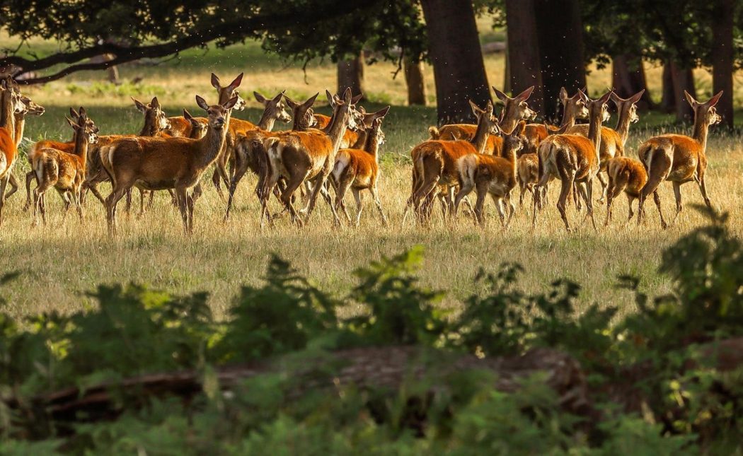 animals-2675484_1920