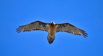 Streit in Bayern: Schonzeitvergehen im Nationalpark?