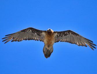 Streit in Bayern: Schonzeitvergehen im Nationalpark?