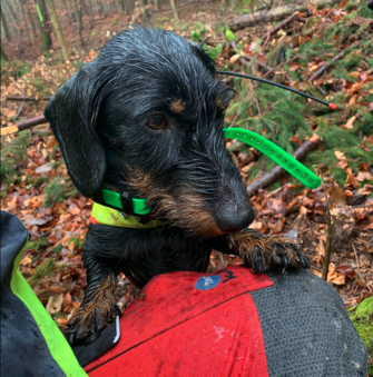 Dackel und Terrier bald illegal?