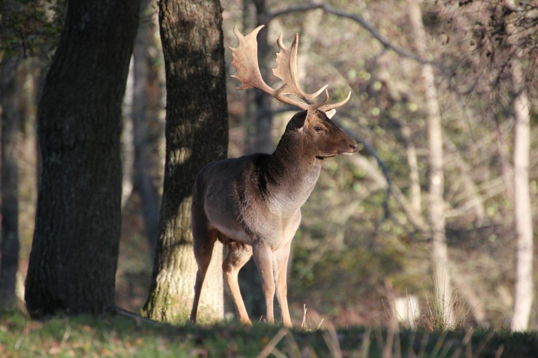 deer-7565352_1920 (1)