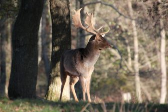 Umstrittenes Jagdgesetz tritt in Kraft