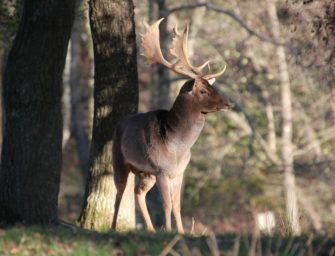 Umstrittenes Jagdgesetz tritt in Kraft