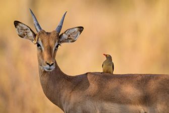 Jagd in Afrika – grüner Neokolonialismus?