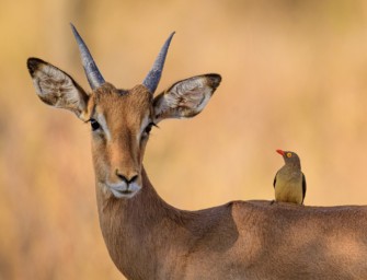 Jagd in Afrika – grüner Neokolonialismus?