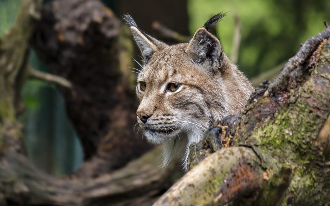lynx-4940240_1920 (1)