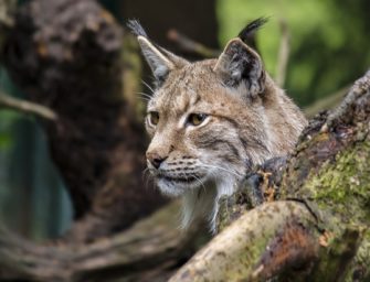 Projektstart Luchs: Zwei Tiere im Erzgebirge ausgewildert