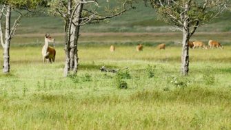 Brandenburg: Entwurf wird von Tagesordnung gestrichen
