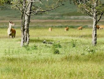 Brandenburg: Entwurf wird von Tagesordnung gestrichen