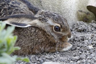 Brut- und Setzzeit – warum müssen Hunde an die Leine?