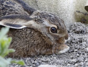 Brut- und Setzzeit – warum müssen Hunde an die Leine?